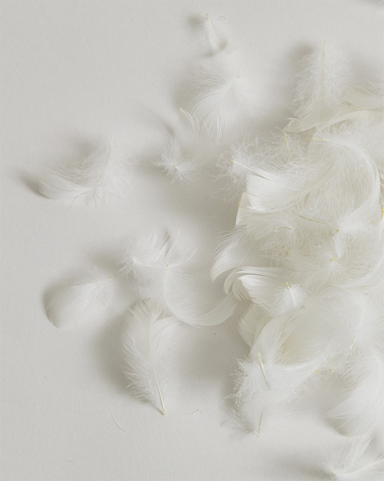 Duck feathers from interior of Down and Feather pillow by Iwata on a gray background